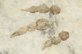 Plate of Dinosaur (Grallator) Tracks - Negative Impressions #254125-3